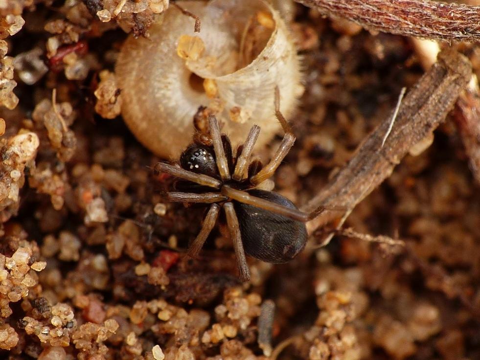 Zodarion sp. - Torrimpietra (RM)